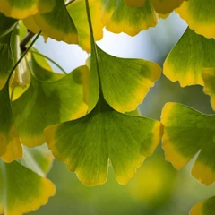 ginkgo-biloba
