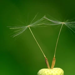 Pappo di Taraxacum officinale