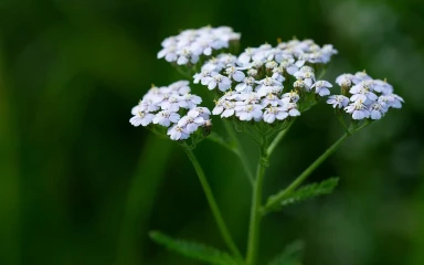 achillea-millefolium
