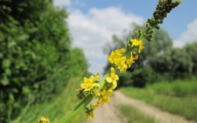 agrimonia