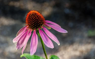echinacea