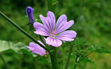 malva-sylvestris