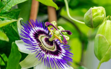 passiflora
