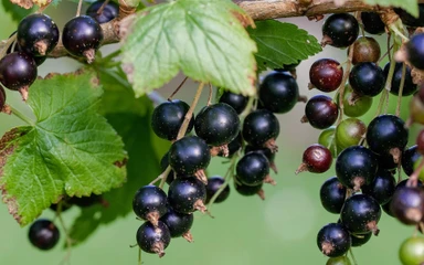 ribes-nero