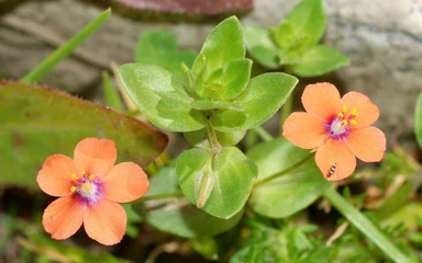 Anagallis_arvensis