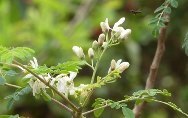 Moringa-oleifera
