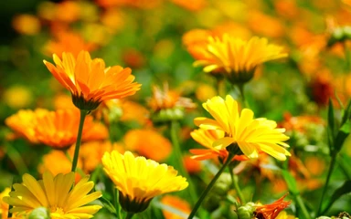 calendula