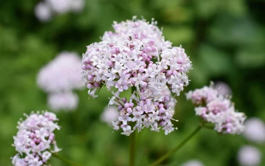 valeriana