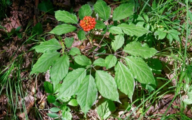 panax-ginseng