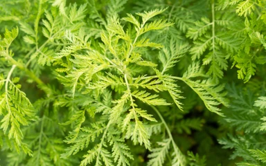 Artemisia-annua
