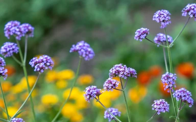 verbena-officinalis