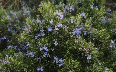 Rosmarinus-officinalis