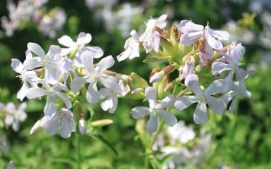 Saponaria-officinalis