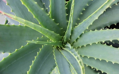 aloe-vera