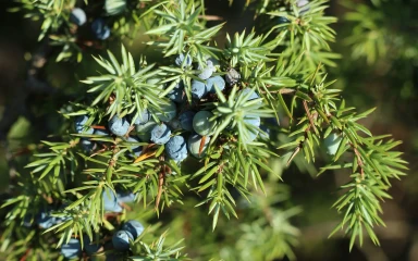 juniperus-bacche