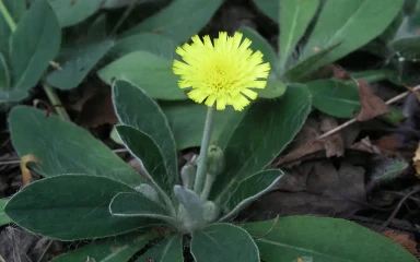 Hieracium pilosella