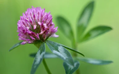 Trifolium-pratense