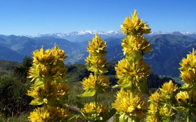 gentiana-lutea