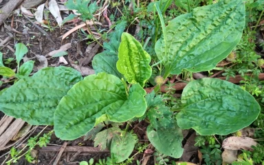 plantago major