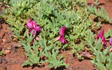 Harpagophytum procumbens