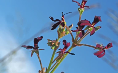 Pelargonium sidoides