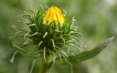 grindelia-robusta