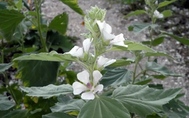 althaea officinalis
