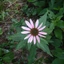 Echinacea-purpurea_03
