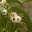 Eucalyptus-globulus_03