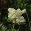 Filipendula-ulmaria_03