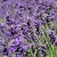 Lavandula-angustifolia_02