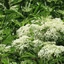 Sambucus-nigra_02