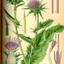 Silybum-marianum_03