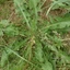Taraxacum-officinale_01