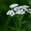 achillea-millefolium
