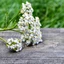 achillea-millefolium_01