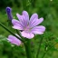 malva-sylvestris