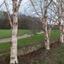 Betula-pendula_02