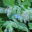 Borago-officinalis_01