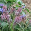 Borago-officinalis_02
