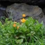 Calendula-officinalis