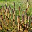 Equisetum-arvense_03
