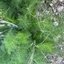 Foeniculum-vulgare_01