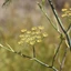 Foeniculum-vulgare_02