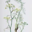 Foeniculum-vulgare_04