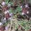 Thymus-vulgaris_03