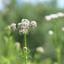 Valeriana-officinalis_03