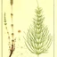 equisetum-arvense_04