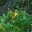 Hypericum-perforatum_02