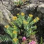 rhodiola-rosea-04